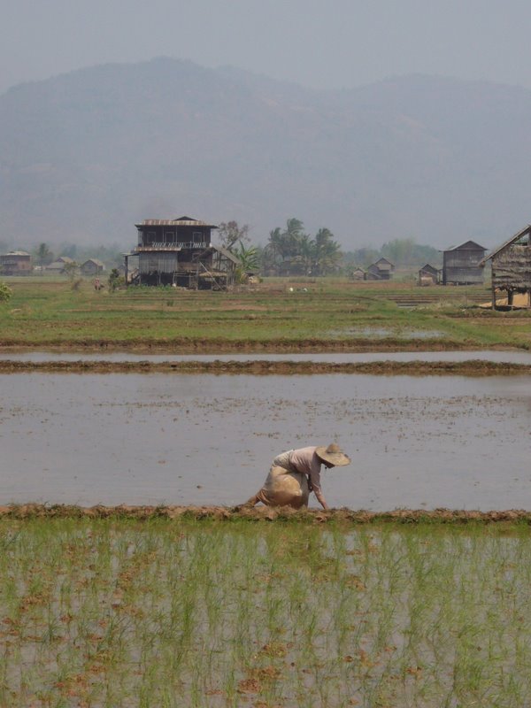 Travel - Myanmar - Inle Lake - Second Boat Trip - Walk to the Market